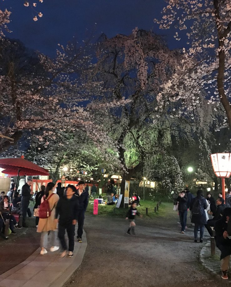 Walking through the garden and enjoying the illuminated sakura trees. 