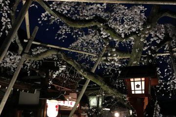Enjoying the blossoms of many different types of sakura.