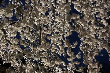 A sakura tree in full bloom. The blossoms look so heavy...