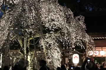 A weeping cherry in full bloom. 