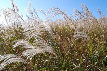 Oishi Highland Silver Grass