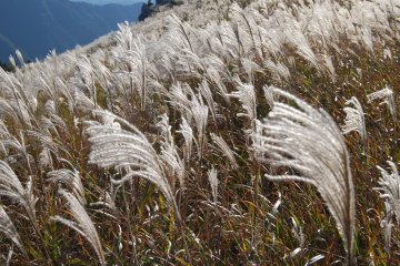 Oishi Kogen, a "Highlight Highland" in Autumn