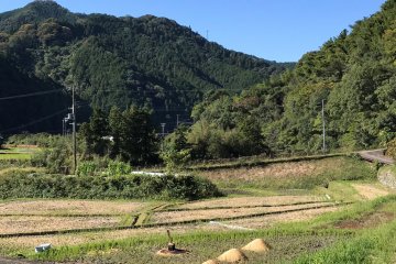 Harvest is done in late autumn
