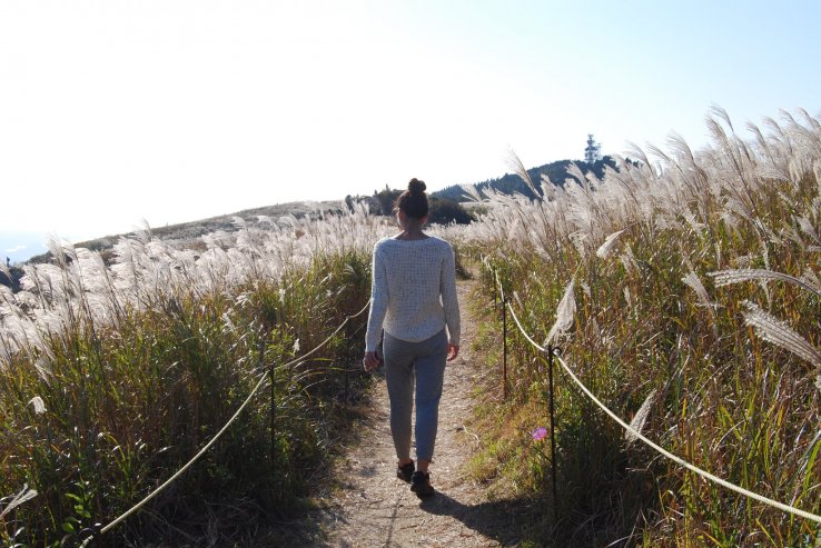 Highlight of the trip: silver grass on Oishi Kogen Highland