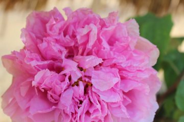 Botanen Peony Festival