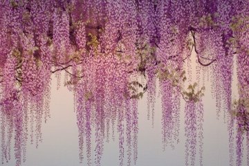 One of Yoshimura Yoshio's iconic works