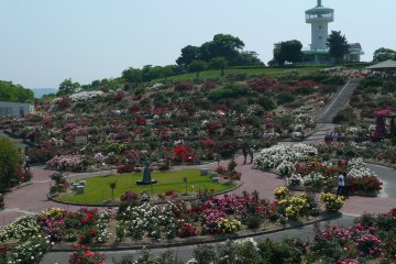 Kanoya Rose Garden