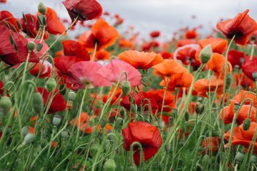 5 of Japan's Best Poppy Destinations