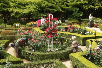 Roses at the Kyu Furukawa Garden