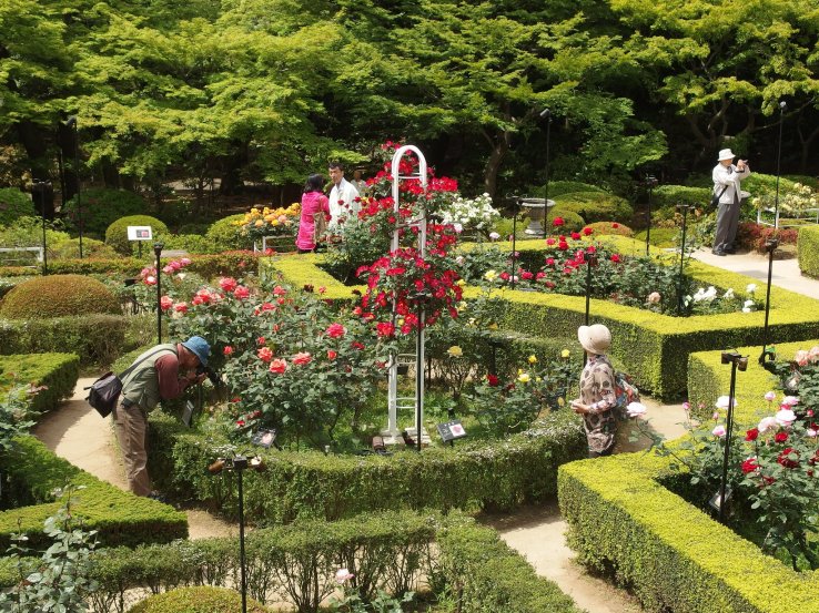 Roses at the Kyu Furukawa Garden