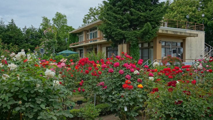 Ishida Rose Garden in Odate, Akita Prefecture