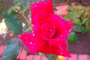 Ina Rose Season