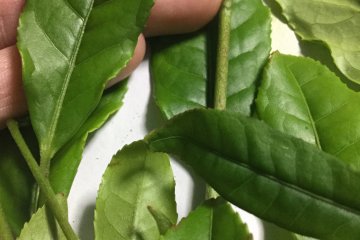 Making Sayama Tea