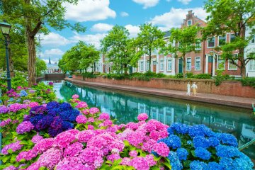 Take a walk along the hydrangea canal
