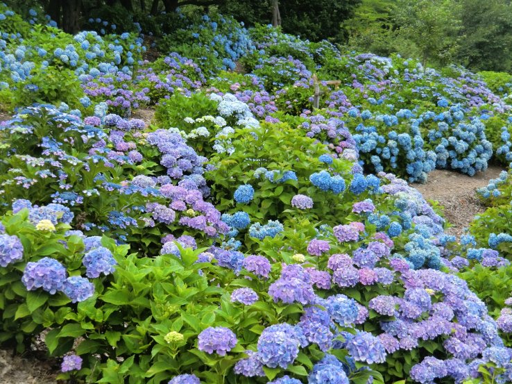 Kannonyama Park is filled with thousands of hydrangeas