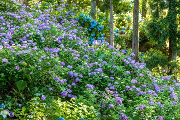 Hydrangeas at Gomadoyama
