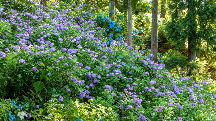 Hydrangeas at Gomadoyama