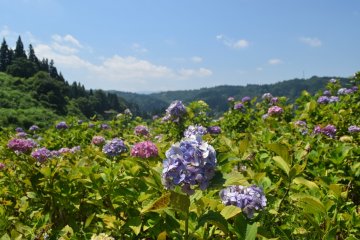 The Tokamachi Ajisai Park