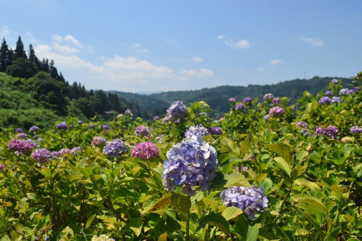 The Tokamachi Ajisai Park