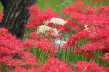<p>Red and white</p>