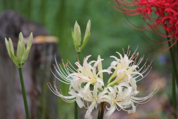 <p>White</p>