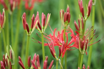 <p>Buds</p>