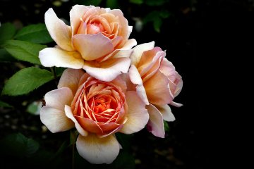 Sera Kogen Rose Festa