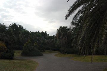 Pathway through the trees
