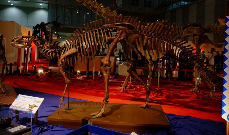 Fukui Prefecture has been home to numerous dinosaur fossil discoveries