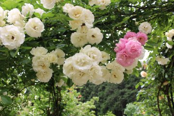 Takinoiri Rose Season