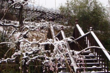 Plum Blossoms of Shirakawa