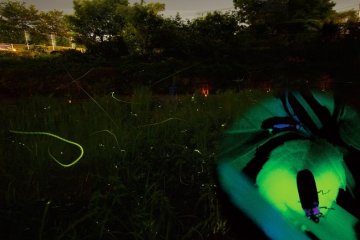 Hana Biyori has been cultivating the optimum environment for fireflies since 2009, in efforts to regain their numbers in the local area