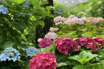 Hydrangea Season at the Mishima Skywalk