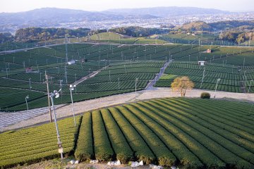 The Yame region is renowned for its high-quality teas