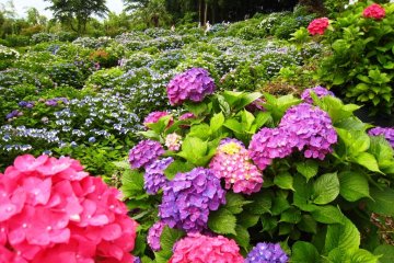 As a result, the temple has been nicknamed Ajisaidera, or the hydrangea temple