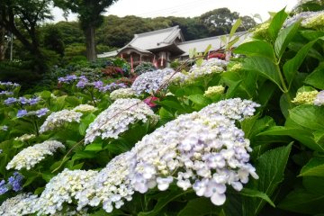 There are around 5000 hydrangeas planted on the temple grounds