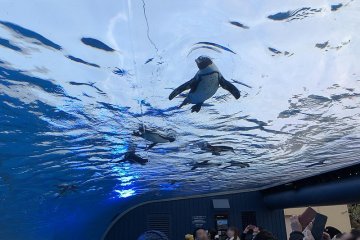 Fly high with penguins and more in Sunshine City!