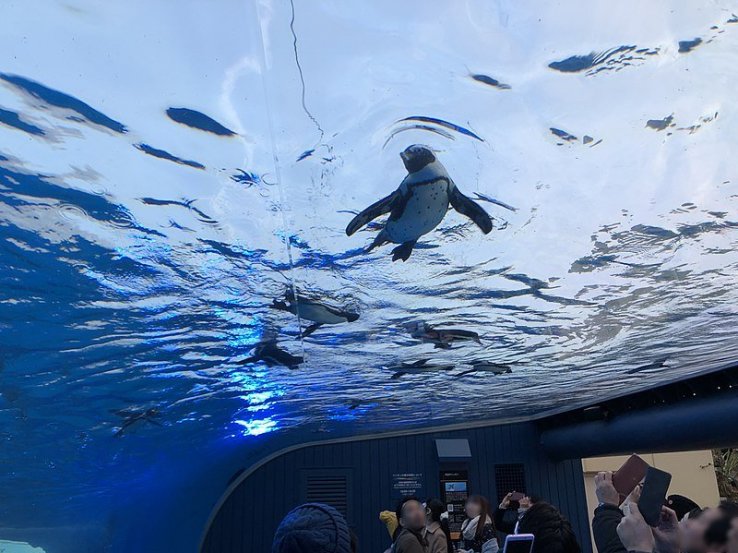 Fly high with penguins and more in Sunshine City!