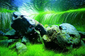 Nature Aquarium Exhibition 2021