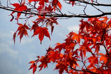 Bright momiji leaves