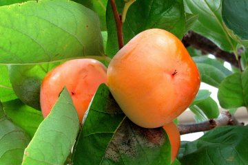 Almost square fruits!