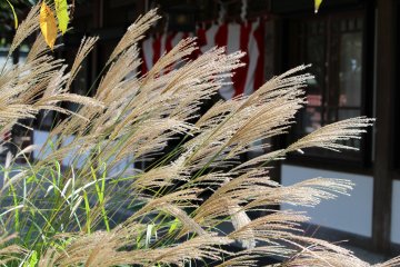 Silver grass