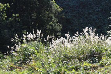 Silver grass is a symbol of Naruko 