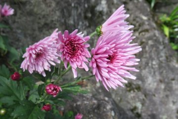 Wild chrysanthemum