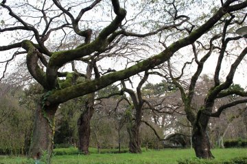 'Normal' sakura trees in October