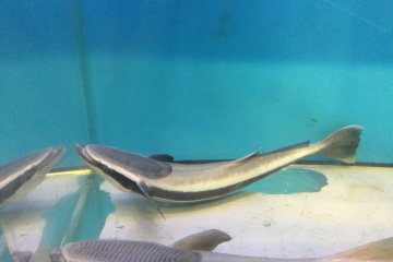 Live sharksucker, common in tropical and temperate Pacific waters 