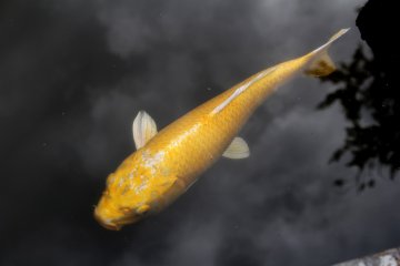 Golden koi fish - just one element of a garden