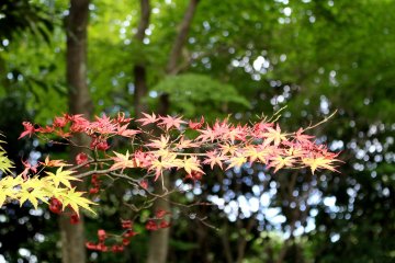 The first touches of autumn