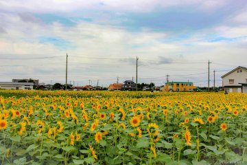 Autumn Sunflowers in Kawagoe