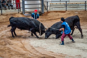 Bull Sumo in Oki